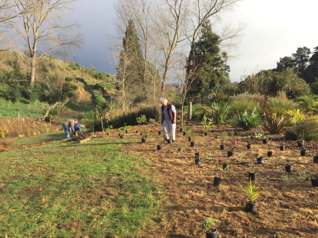 Extending the top planting 2. Cambridge Tree Trust